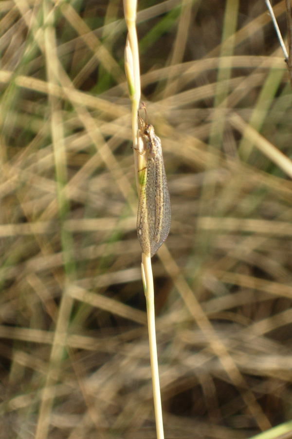 Macronemurus appendiculatus